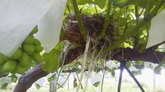 ぶどうの木に鳥が巣をつくりました。